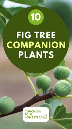 the top ten fig tree companion plants