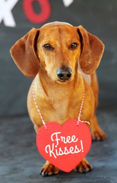 a dachshund holding a free kisses sign