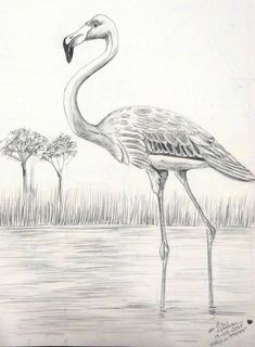 a drawing of a flamingo standing in the water