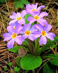 small purple flowers with yellow centers in the grass