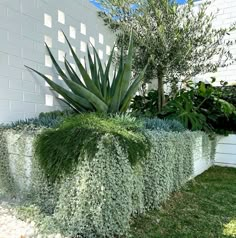 some very pretty plants by the side of a building with grass and bushes in it