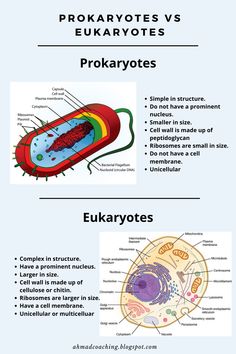 the structure and functions of an eukaryotes plant cell infographical poster