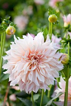 a large pink flower is in the middle of some green leaves and flowers are behind it