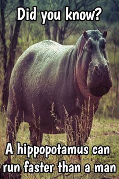 a hippopotamus standing in tall grass near trees