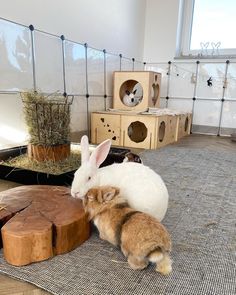 two rabbits sitting next to each other on top of a rug in front of wooden crates