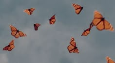 a group of orange butterflies flying in the sky