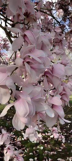 pink flowers blooming on the branches of a tree