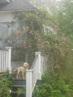 a dog that is standing on the steps in front of some bushes and flowers,