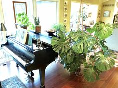 a living room filled with furniture and a black piano in front of a large window