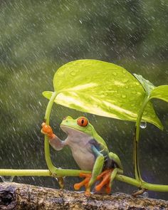 a frog sitting on top of a tree branch in the rain with its legs crossed