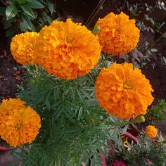 some orange flowers are growing in the garden