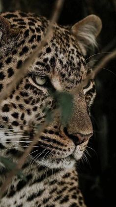 a close up of a leopard's face through some branches