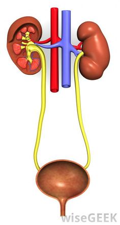 an image of the kidney and urphoidal system in 3d form, with its attached vessels