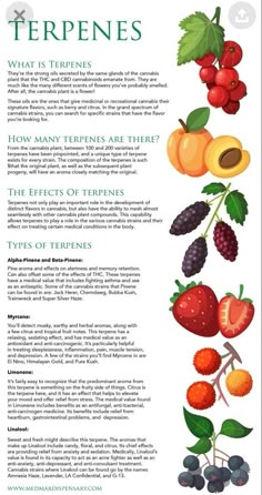 Terpenes Chart, Endocannabinoid System, Plant Medicine, Healing Herbs