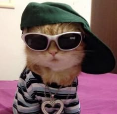 a cat wearing sunglasses and a hat on top of a bed