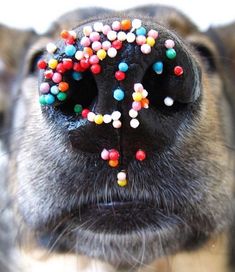 a dog's nose with sprinkles on it