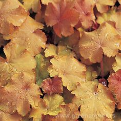 closeup of leaves with water droplets on them