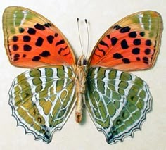 an orange and green butterfly with spots on it's wings, sitting on a white surface