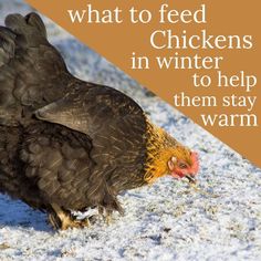 a chicken is walking in the snow with its wings spread and it's head down