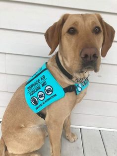 a brown dog wearing a blue vest sitting on a porch next to a white wall