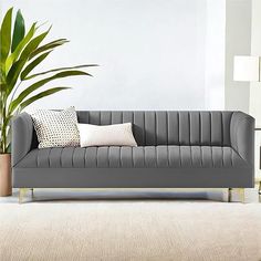 a gray couch sitting next to a potted plant on top of a white rug