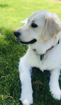 a large white dog laying on top of a lush green field