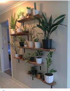 there are many potted plants on the shelves