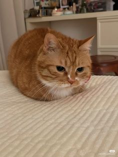 an orange and white cat laying on top of a bed