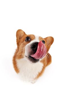 a brown and white dog sticking its tongue out