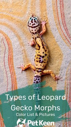 the types of leopard gecko morphs color list and pictures