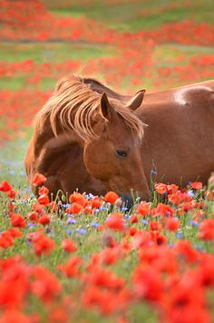 a brown horse laying down in a field of red and blue flowers with its head on the ground