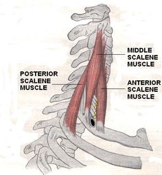 the muscles are labeled in this diagram