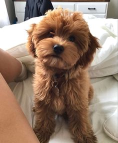 a small brown dog sitting on top of a bed