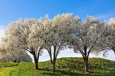 three trees in the middle of a grassy field