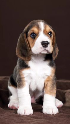 a brown and white puppy sitting on top of a bed