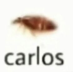 the word carlos is in front of a bed bug on a white sheet that says,