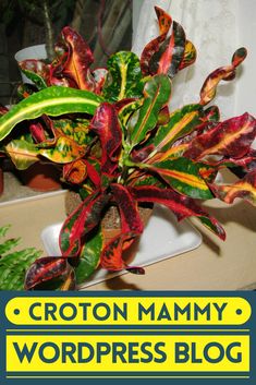 a close up of a plant with the words crotton mammy wordpress blog above it