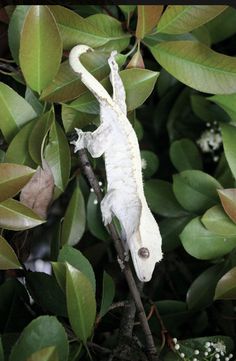 a white gecko climbing up a tree branch