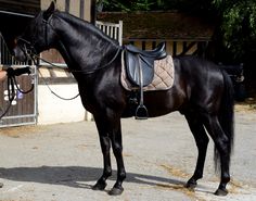 a man is standing next to a black horse with a saddle on it's back