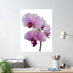 two pink orchids on a white background poster