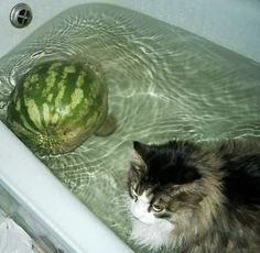 a cat sitting in a bathtub next to a watermelon