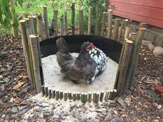 two chickens are standing in their coop on the ground