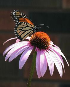 a butterfly sitting on top of a pink flower next to a brown brick wall in the background