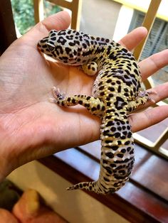 a hand holding a small gecko in it's left arm and another animal on the other side