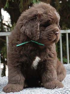 a brown puppy sitting on top of a white blanket