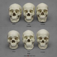 six different views of the human skull