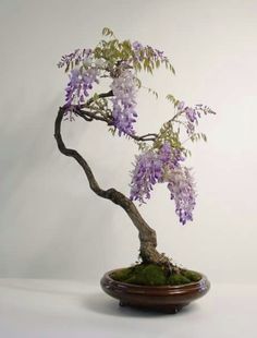 a bonsai tree with purple flowers in a wooden bowl on a white surface,