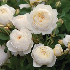 white roses are blooming in the garden