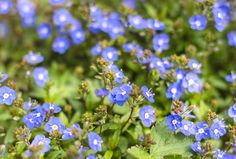 small blue flowers with green leaves in the foreground