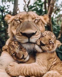 two baby lions cuddle together in their mother's arms